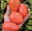 Pomidor Chelse 1000n