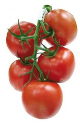 Pomidor Komeett 500n