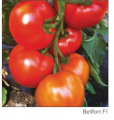 Pomidor Bellfort 500n