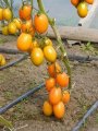 Pomidor Orama 500n