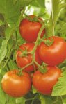 Pomidor Isabel 500n