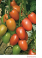 Pomidor Granadero 500n