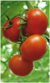 Pomidor Admiro 500n