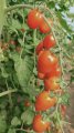 Pomidor Appleberry Red ST 7761 100N