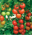 Pomidor Antalya 100n