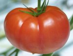 Pomidor Abellus 100n