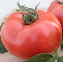 Pomidor V404 250n