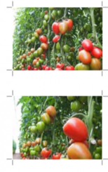 Pomidor Kongo CLX 37898 250n
