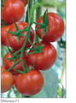 Pomidor Milaneza 1000n