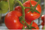 Pomidor Graziano 500n