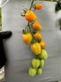 Pomidor Appleberry Orange ST 7762 100N