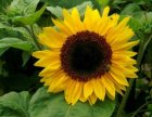 Słonecznik kwiatowy Henry Wilde 1kg poj. wysoki