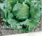 Sałata Challenge 5000n