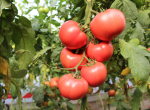 Pomidor Perugino 500n
