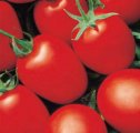 Pomidor Grandimat 1000n
