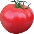Pomidor Aphen CLX 37397 250n