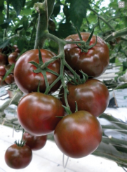 Pomidor Sacher 250n