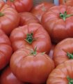 Pomidor Brightina T47455 500n