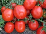 Pomidor Fanter 2500n