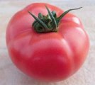 Pomidor HTP-11 250n
