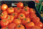 Pomidor Euromaker 500n