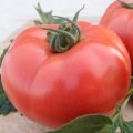 Pomidor V404 250n