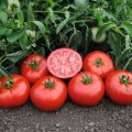 Pomidor Tomsk 1000n
