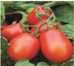 Pomidor Pegaso 5000N