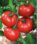 Pomidor tunelowy