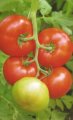 Pomidor Erophily 500n