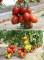 Pomidor Bacalar 500n