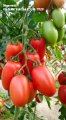 Pomidor Gocciola (TG 8897) 250N