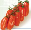 Pomidor Seviocard 500n