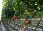 Pomidor Enroza (E15A.41717) 500N