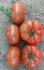Pomidor TG9115 100n