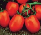 Pomidor Chibli 2500N