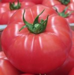 Pomidor Rapanui 100n