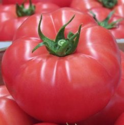 Pomidor Rapanui 1000n