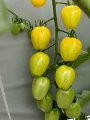 Pomidor Appleberry Yellow ST 7763 100N