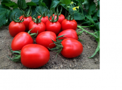 Pomidor Marcus 250n