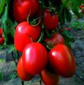 Pomidor Aguamiel 250n