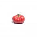 Pomidor Monterosa 250n
