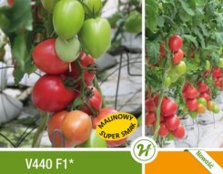 Pomidor Jangcy V440 250n