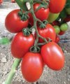 Pomidor Millonety 250n