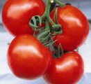 Pomidor Brillante 250n