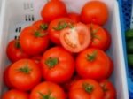 Pomidor Tamaris 250n