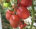 Pomidor DRK 936 1000n