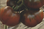 Pomidor Bronson 250n