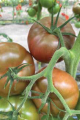 Pomidor Cubalibre 250n