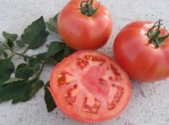 Pomidor VP2 250n